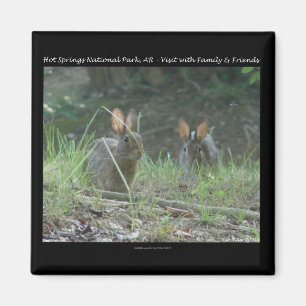 Hot Springs National Park, AR  Wild Rabbits Gifts Magnet