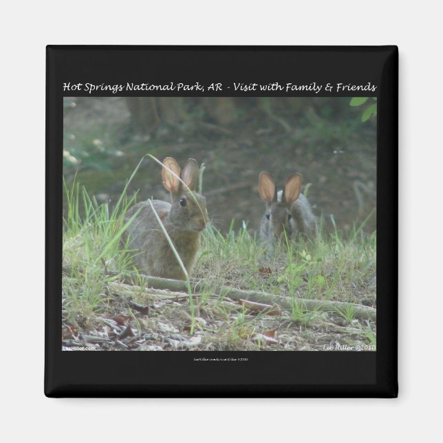 Hot Springs National Park, AR  Wild Rabbits Gifts Magnet (Front)