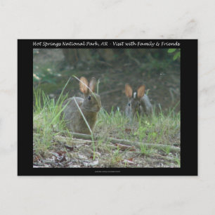Hot Springs National Park, AR  Wild Rabbits Gifts Postcard