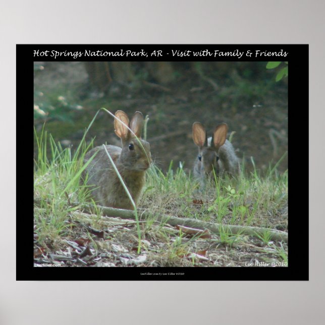 Hot Springs National Park, AR  Wild Rabbits Gifts Poster (Front)