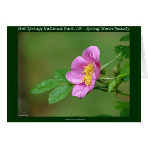 Hot Springs National Park, AR  Wild Rose Gifts