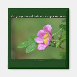 Hot Springs National Park, AR  Wild Rose Gifts Magnet