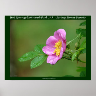 Hot Springs National Park, AR  Wild Rose Stamps Poster