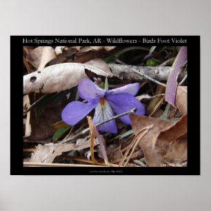 Hot Springs National Park, AR Wild Violet Poster