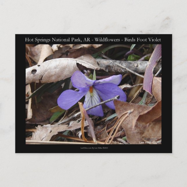 Hot Springs National Park, AR Wild Violets Gifts Postcard (Front)