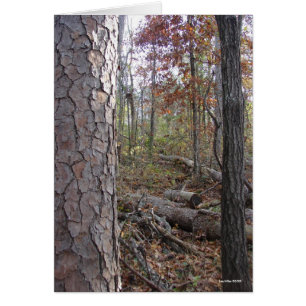 Hot Springs National Park Mt., AR Peak Trail