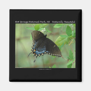 Hot Springs National Park Swallowtail Butterfly Magnet