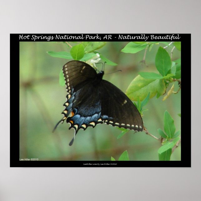 Hot Springs National Park Swallowtail Butterfly Poster (Front)