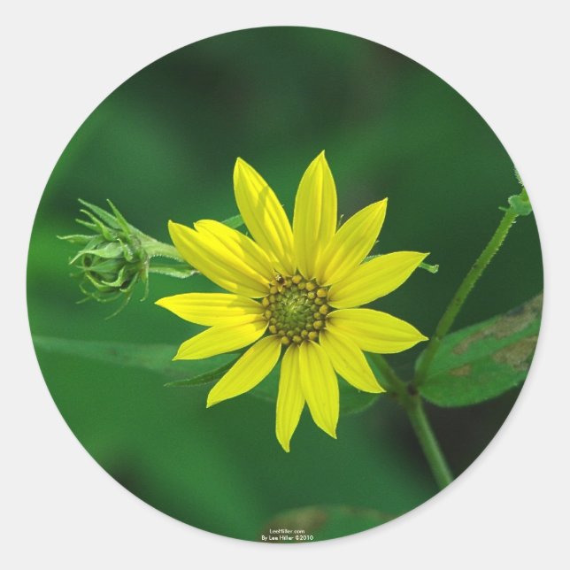 Hot Springs National Park Woodland Sunflower Gifts Classic Round Sticker (Front)