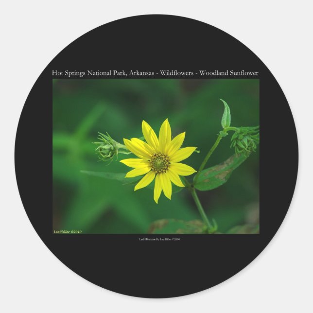 Hot Springs National Park Woodland Sunflower Gifts Classic Round Sticker (Front)