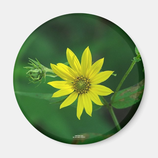 Hot Springs National Park Woodland Sunflower Gifts Magnet (Front)