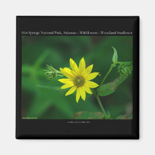 Hot Springs National Park Woodland Sunflower Gifts Magnet