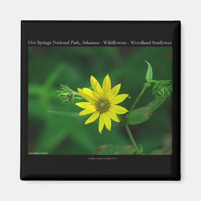 Hot Springs National Park Woodland Sunflower Gifts Magnet (Front)