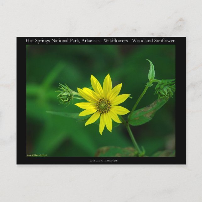 Hot Springs National Park Woodland Sunflower Gifts Postcard (Front)
