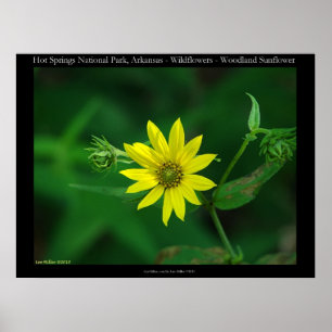 Hot Springs National Park Woodland Sunflowers Poster