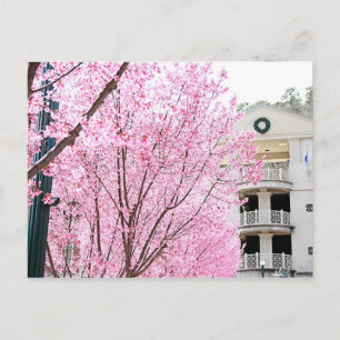 Hot Springs Postcard