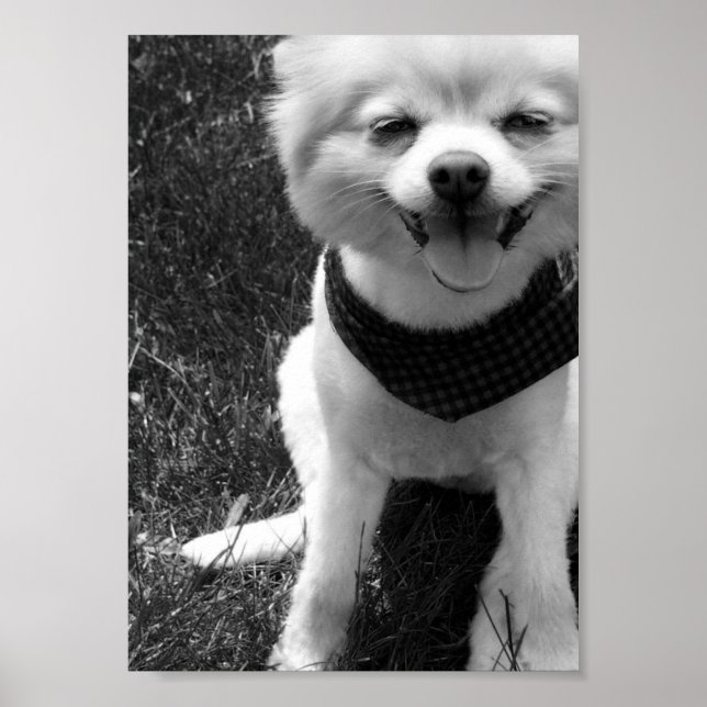 Hot Summer Doggy Days Poster (Front)