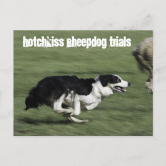 Hotchkiss Sheepdog Trials Postcard