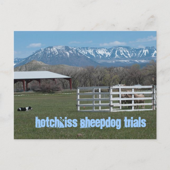 Hotchkiss Sheepdog Trials Postcard (Front)