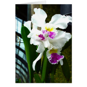 Hothouse Orchid
