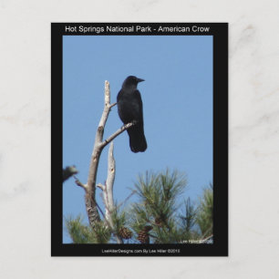 Hots Springs National Park, AR - American Crow Postcard