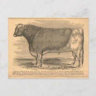 Hotspur, First Prize Bull at Utica, 1863 Postcard