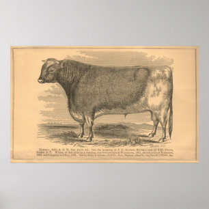 Hotspur, First Prize Bull at Utica, 1863 Poster