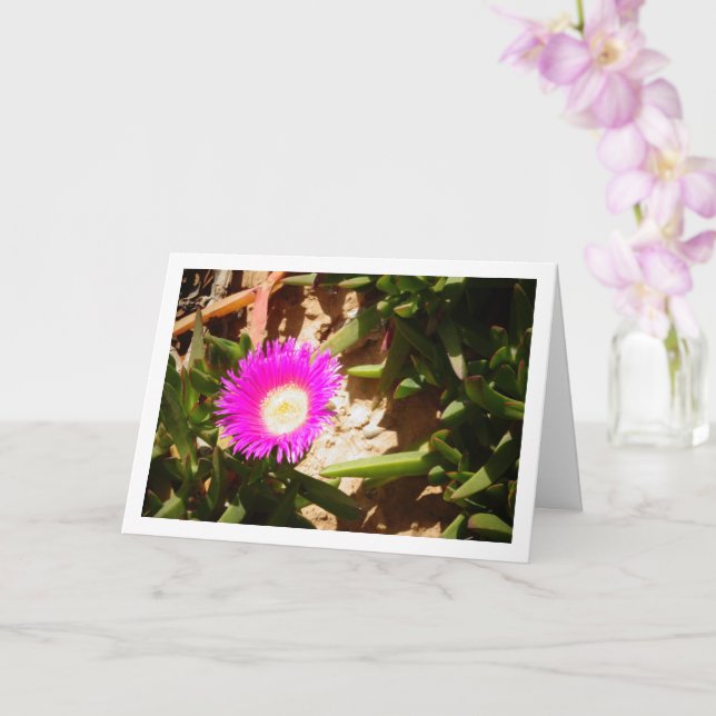 Hottentot Fig Ground Creeping Ice Plant Card (Orchid)