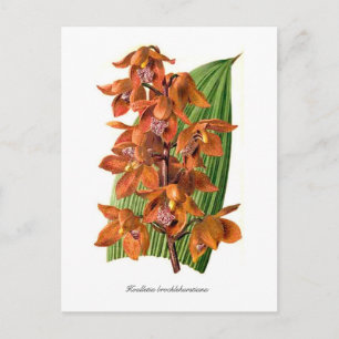 Houlletia brocklehurstiana postcard