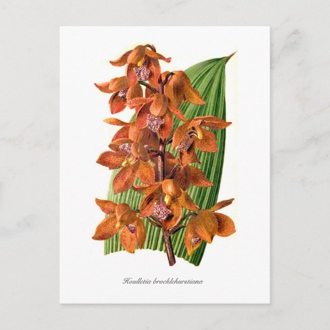 Houlletia brocklehurstiana postcard (Front)