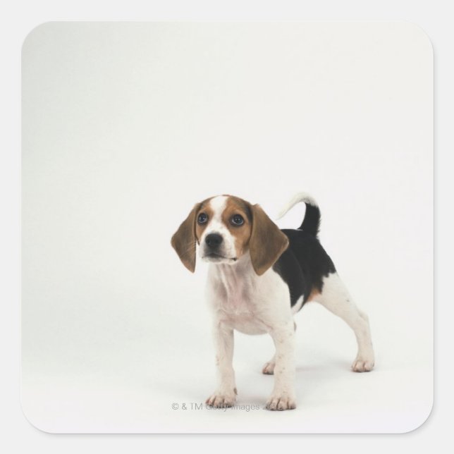 Hound Dog Square Sticker (Front)