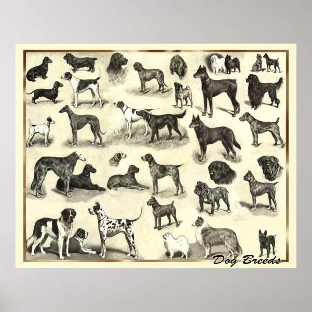Hounds - Dog Breeds - Hunds Print Dogs (Front)