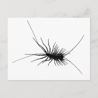 House Centipede Black Scary Bug Insect Gross Large Postcard