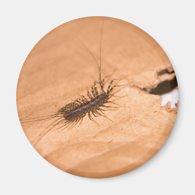 House Centipede Magnet (Front)