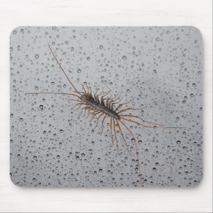 HOUSE CENTIPEDE. MOUSE MAT