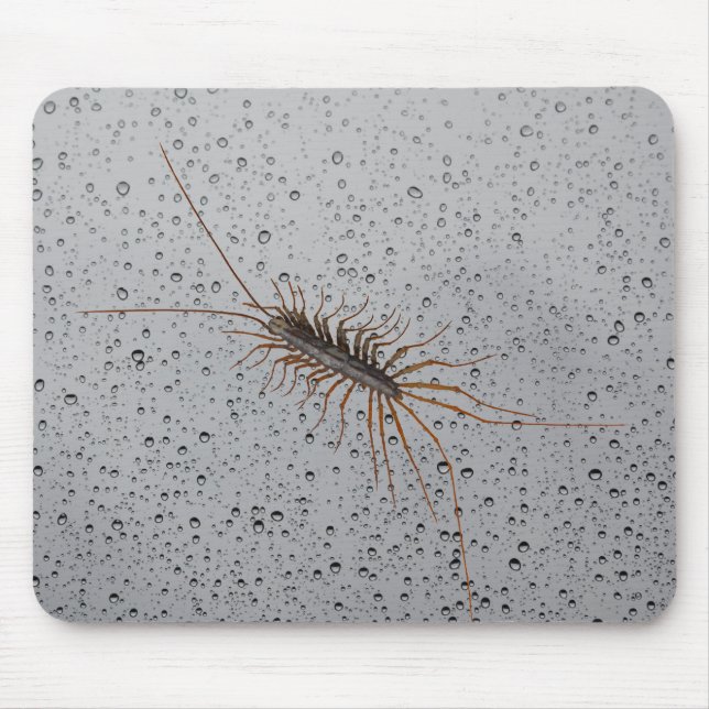 HOUSE CENTIPEDE. MOUSE MAT (Front)