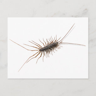 HOUSE CENTIPEDE. POSTCARD