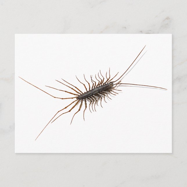 HOUSE CENTIPEDE. POSTCARD (Front)