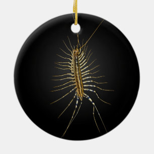 House Centipede Scutigera Coleoptrata Ceramic Tree Decoration