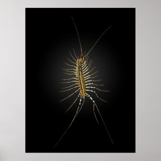 House Centipede Scutigera Coleoptrata Poster
