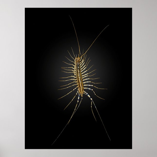 House Centipede Scutigera Coleoptrata Poster (Front)