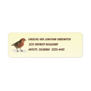 House Finch