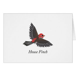 House Finch