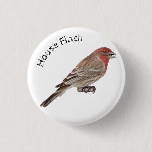House Finch 3 Cm Round Badge