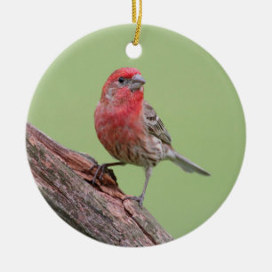 House Finch Ceramic Tree Decoration
