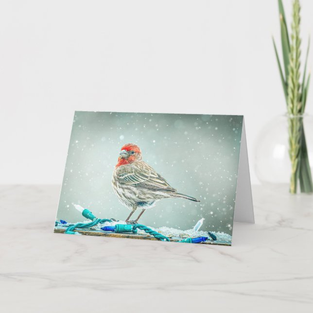 House Finch Christmas Card (Front)