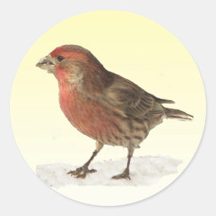 House Finch Classic Round Sticker