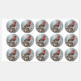 House Finch in Snow - Original Photograph