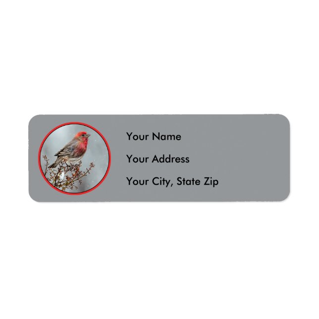 House Finch in Snow - Original Photograph (Front)