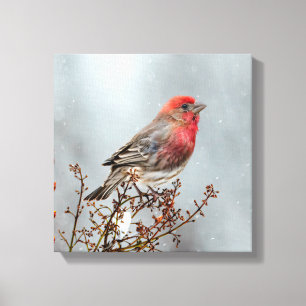 House Finch in Snow - Original Photograph Canvas Print